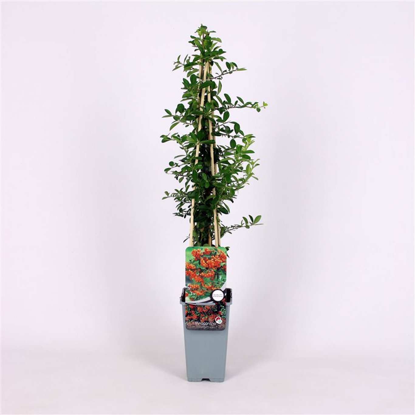 Pyracantha 'Orange Glow' - C2 70/+ CM